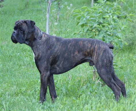 Plain Reverse Brindle Roll Call Page 2 Boxer Forum Boxer Breed