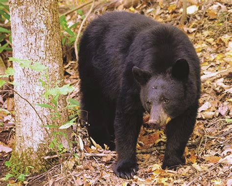 Extension Avoiding Negative Human Interactions With Bears Forsyth News