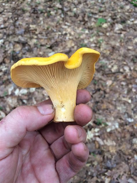 Selling Wild Mushrooms in New York State - Cornell Small Farms