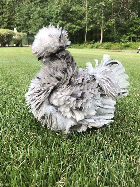 Splash Frizzle Satin Silky Fancy Chickens Frizzle Chickens Beautiful Chickens