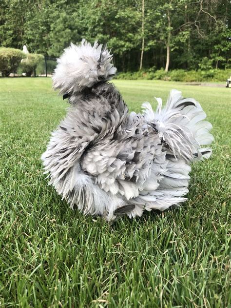 Splash Frizzle Satin Silky Fancy Chickens Frizzle Chickens