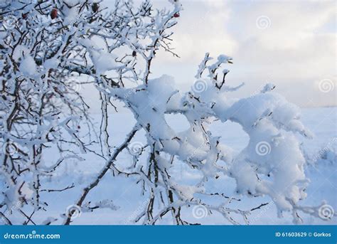 Christmas Background Snowy Field In Winter Stock Image Image Of Light