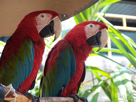 Tropical And Exotic Birdsbirds Science Hub 4 Kids