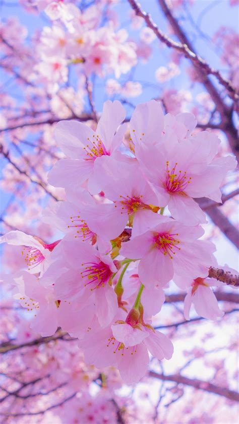 Download Wallpaper 1080x1920 Sakura Flowers Bloom Spring Pink