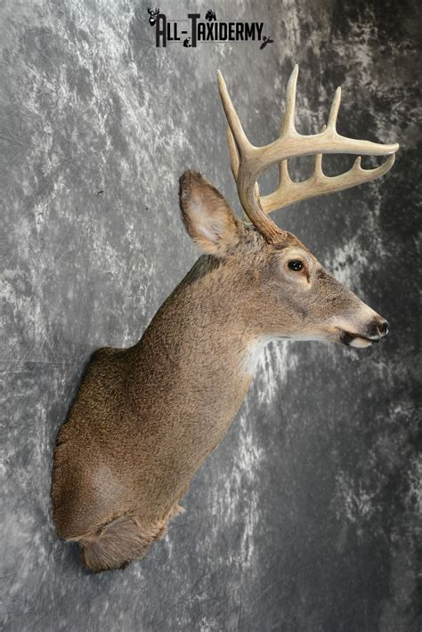 Whitetail Deer Taxidermy Shoulder Mount For Sale Sku 1099 All Taxidermy