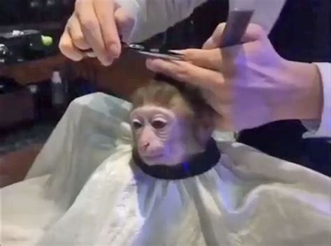 Monkey Haircut El Deforma Un No Ticiero De Verdad