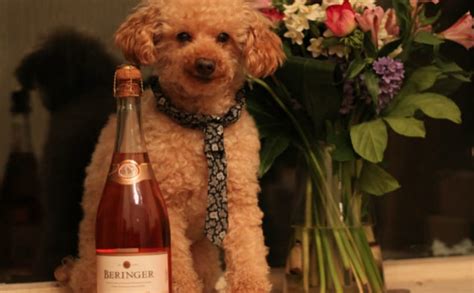 10 Reasons You Should Take Your Dog On A Date Barkpost