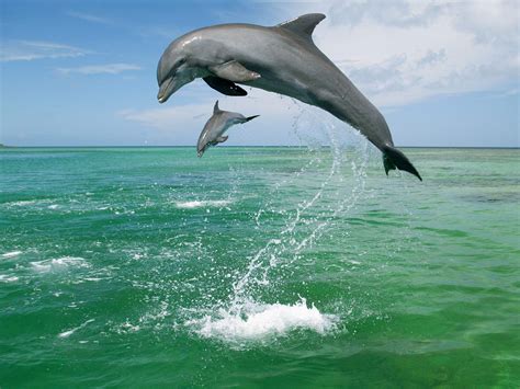 Dolphins Wallpaper 2560x1920 46106