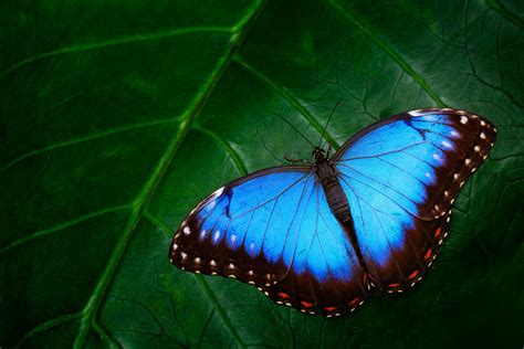 Blue Morpho Morpho Peleides Big Butterfly Sitting On