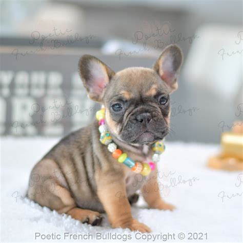 French Bulldog Puppies Breeder Poetic French Bulldogs