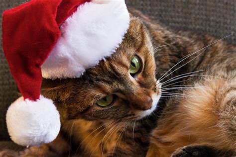Tabby Cat Wearing A Santa Hat Christmas 2012 Hazel The C Flickr