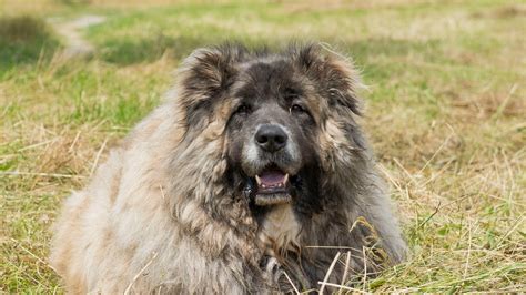 Russian Bear Dog One Of Natures Special Breeds