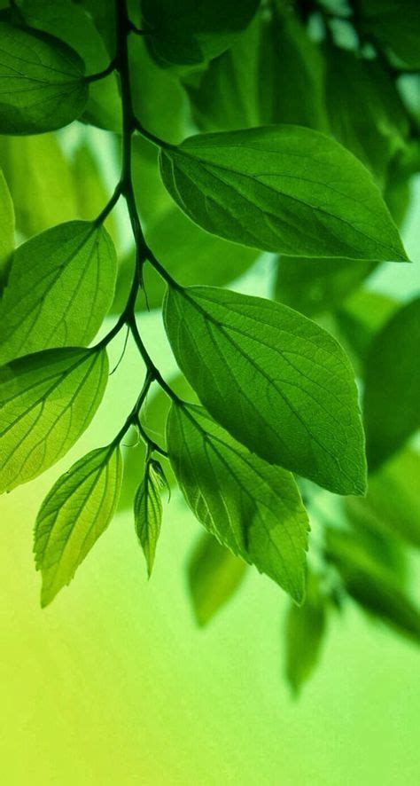 Nature Aesthetic Green Background 28 Ideas Green Nature Wallpaper