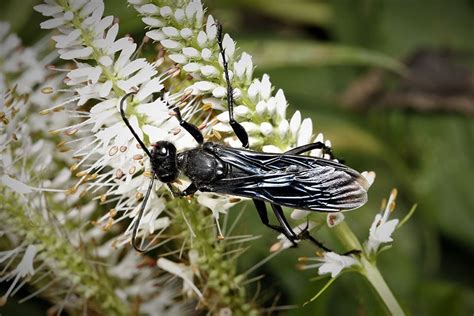 Great Black Wasp Sphex Pensylvanicus Photo By Alfredo Colon
