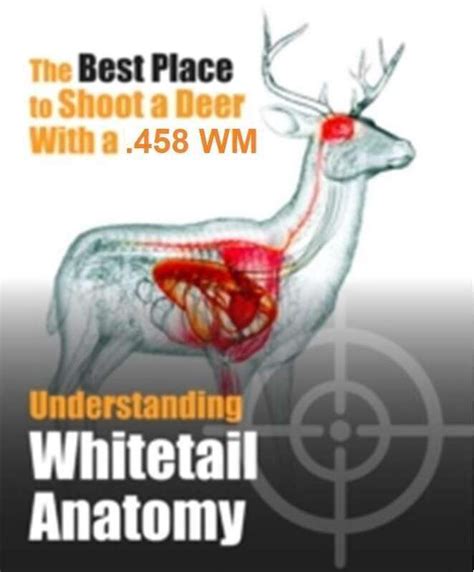 Whitetail Shot Placement 24hourcampfire