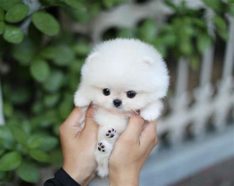 How Much Do Teacup Maltese Puppies Cost Sold To Postigo Jill