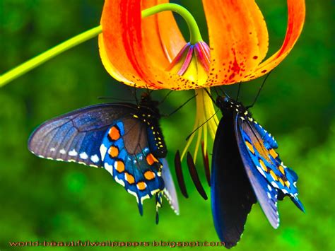 Download Most Beautiful Butterflies Wallpaper My Image By