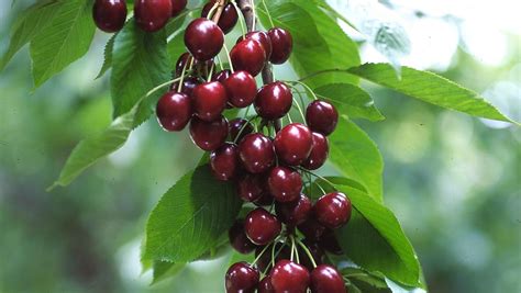 Northwest Cherries Face New Tariff To China Top Overseas Market Portland Business Journal