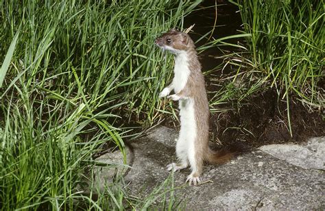 Short Tailed Weasel Mustela Erminea Photograph By Phil A Dotson Fine