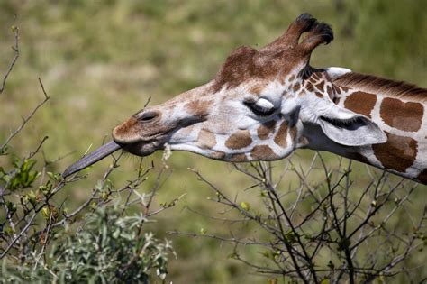 Erstmals seit Giraffen im Zoo Zürcher Giraffen mit hohem Blutdruck und