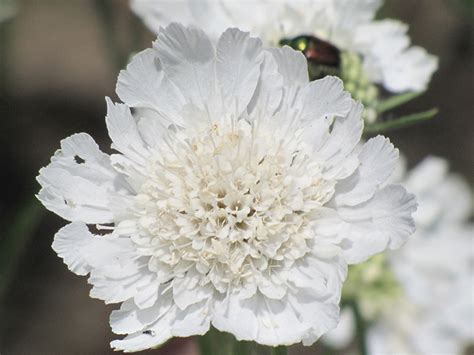 Perfecta White Pincushion Flower Scabiosa Caucasica