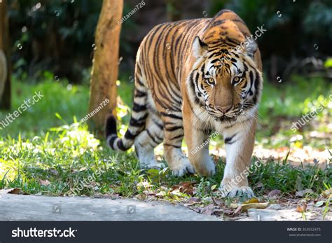 Tiger Walking In The Woods Stock Photo 353932475