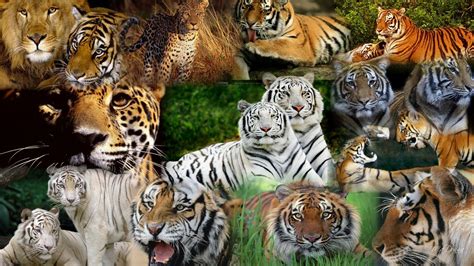 Hd Tiger Predator Leopard Lion Jaguar Cheetah High Resolution Images Wallpaper Download Free