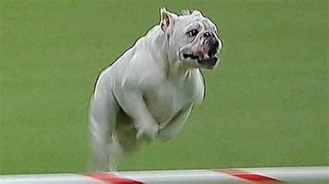 Westminster Kennel Club Dog Show Oscar Caninos 2019 El Bulldog Rudy