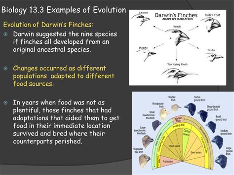 Ppt Biology 133 Examples Of Evolution Powerpoint Presentation Free