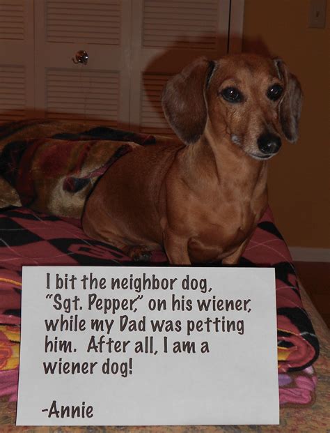 I Am A Wiener Dog After All Wiener Dog Weiner Dog Humor Dog