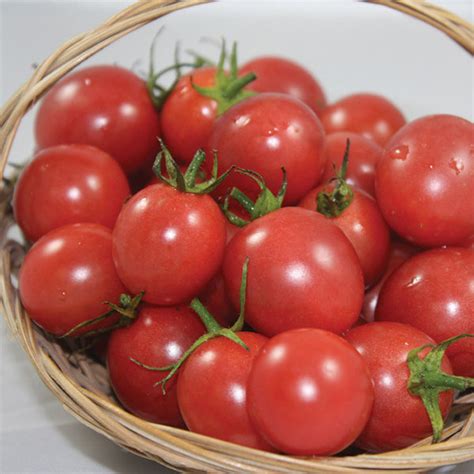 Sunpeach Hybrid Tomato Cherrygrape Tomato Seeds Totally Tomatoes
