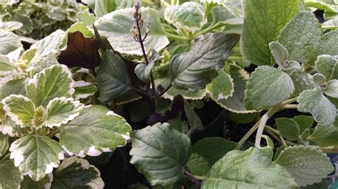 3 Plant Plectranthus Collection - Houseplants from Studley's