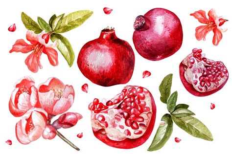 Beautiful Watercolor Pomegranates Pomegranate Drawing Botanical