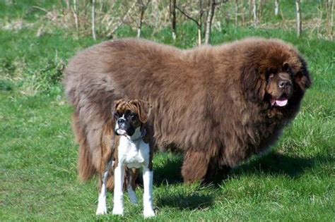 28 Pictures Of The Biggest Dogs In The World You Wish You Owned
