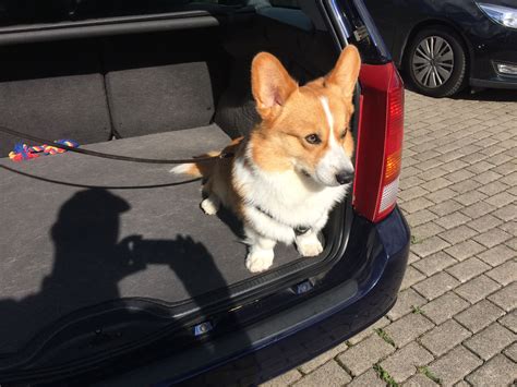 Driving Around In Cars Cute Corgi Corgi Obsessive Corgi Disorder