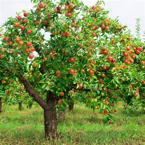 Anna Apple Self Pollinating Dwarf 90mm Pot Fruit Tree Lane
