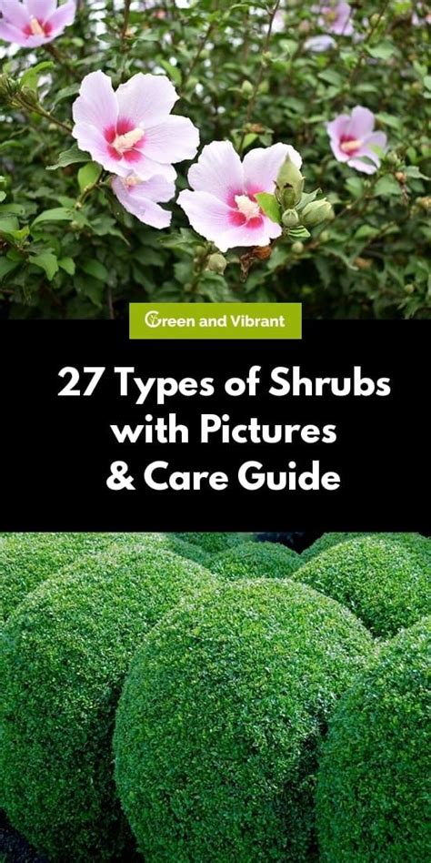 27 Types Of Shrubs With Pictures And Care Guide Types Of Shrubs Shrubs