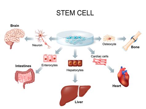 What Exactly Are Stem Cells Stemcellforlife