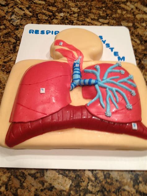 Respiratory System Cake Making It Sweet To Learn Sistemas Do Corpo