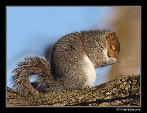 Treknature Chuttt Squirrel Praying Photo