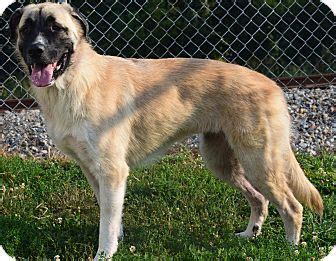 Looking for riyadh pet adoption? Evansville, IN - Mastiff/Shepherd (Unknown Type) Mix. Meet ...