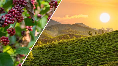 2020 Travel Goalsvisit These Tea And Coffee Plantation Regions In India