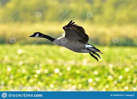 A Closeup Shot Of A Canada Goose Flying Stock Image Image Of