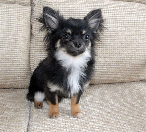Long Haired Black Chihuahua Chihuahua Very Cute Puppies Chihuahua Dogs