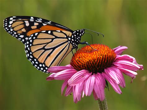 Capt Mondos Photo Blog Blog Archive Monarch Butterfly On An