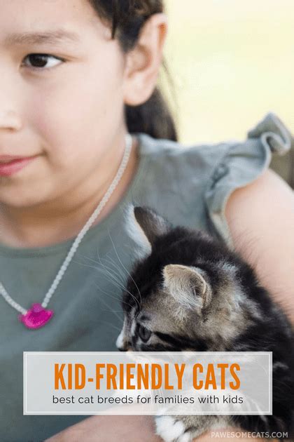Best Cat Breeds For Families With Kids