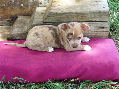 Ckc Chihuahua Chocolate Merle Male Puppy For Sale In Comanche Texas