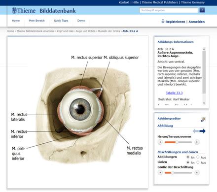 Then the newly published book from thieme, atlas of anatomy, and its interactive website, www.winkingskull.com, should be on your reference shelf and bookmarked on your computer. Thieme Bilddatenbank Anatomie - Thieme Connect - E-Learning