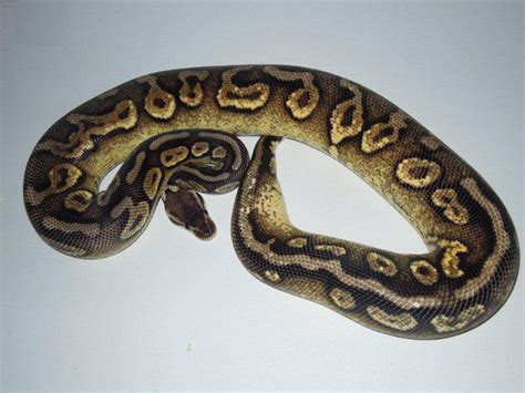 Pewter Belly Morph List World Of Ball Pythons