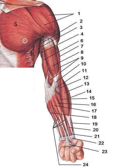 Los Músculos De Las Extremidades Superiores Del Hombre La Estructura Y